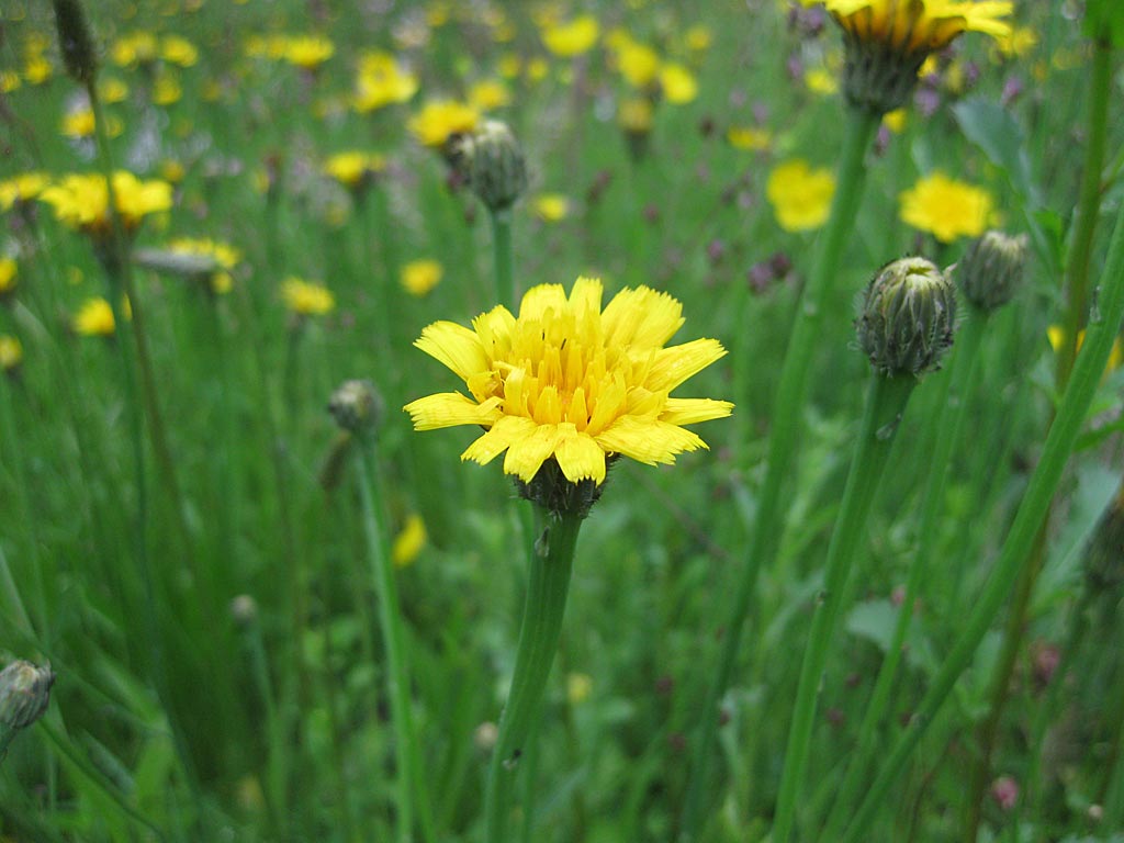 Gewoon biggenkruid - Hypochaeris radicata : Losse grammen