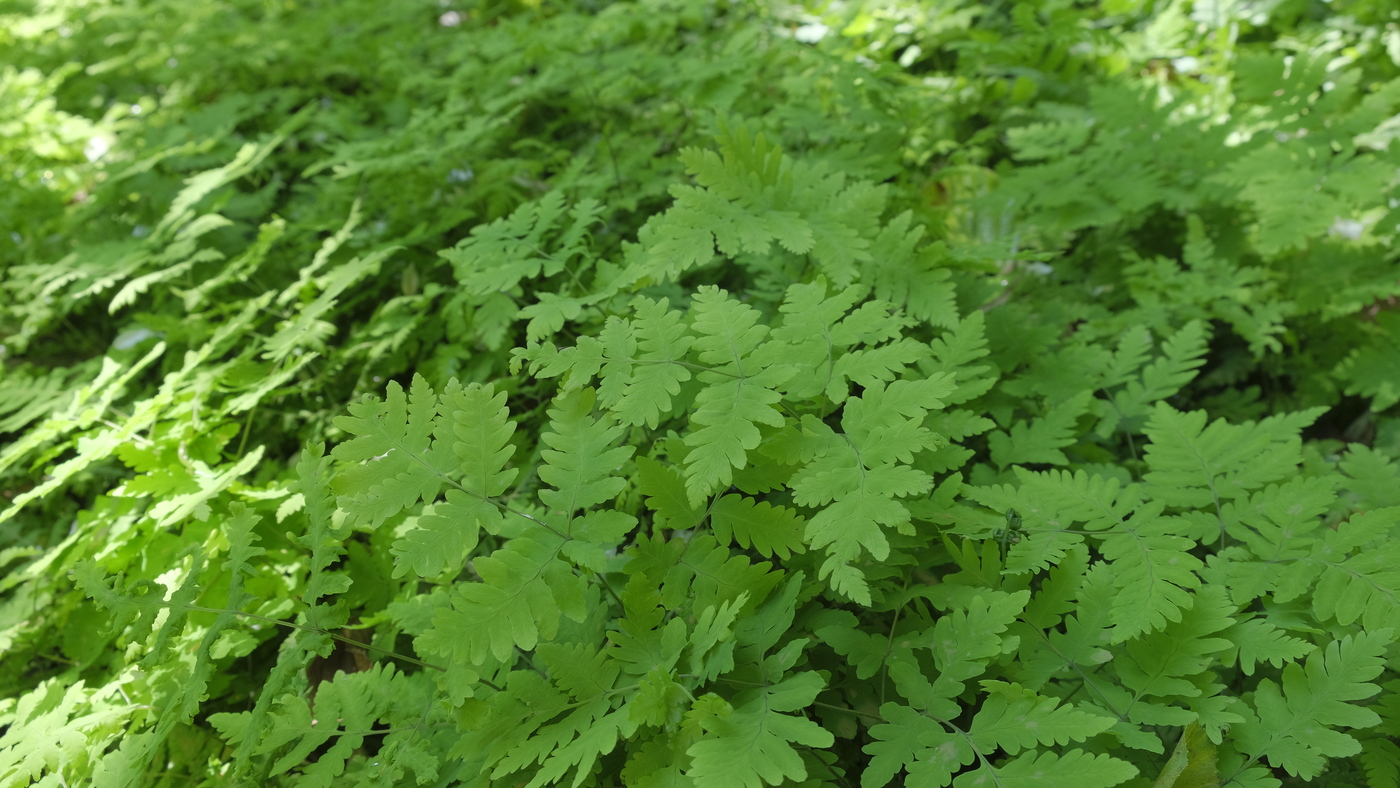 Gebogen driehoeksvaren - Gymnocarpium dryopteris : Plant in P9 pot