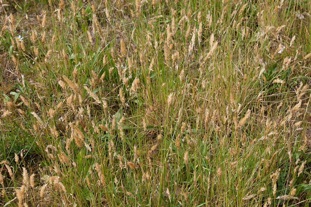 Gewoon reukgras - Anthoxanthum odoratum : Zakje