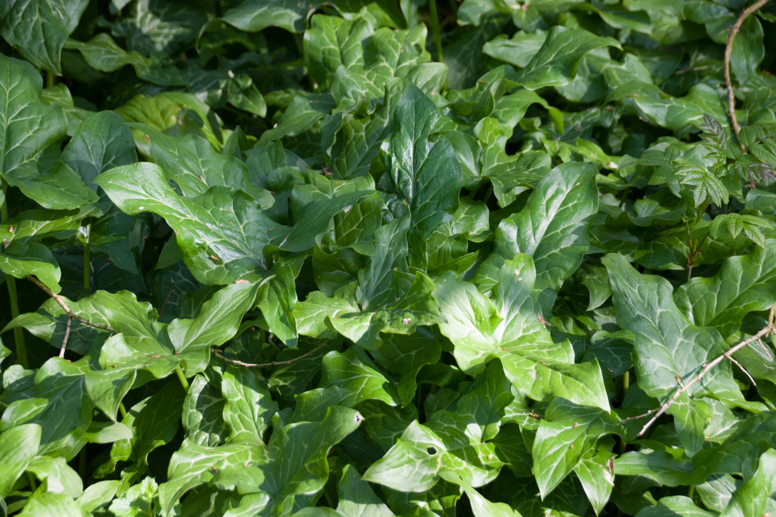 Italiaanse aronskelk - Arum italicum : Plant in P9 pot