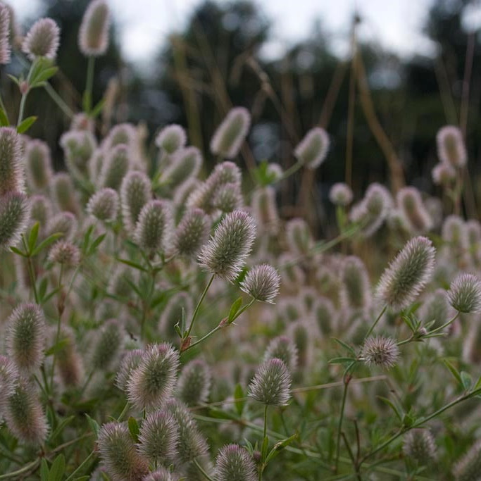 Wilde plant in het zonnetje - Hazenpootje