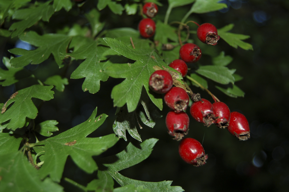 Eenstijlige meidoorn - Crataegus monogyna : Los stuk wortelgoed