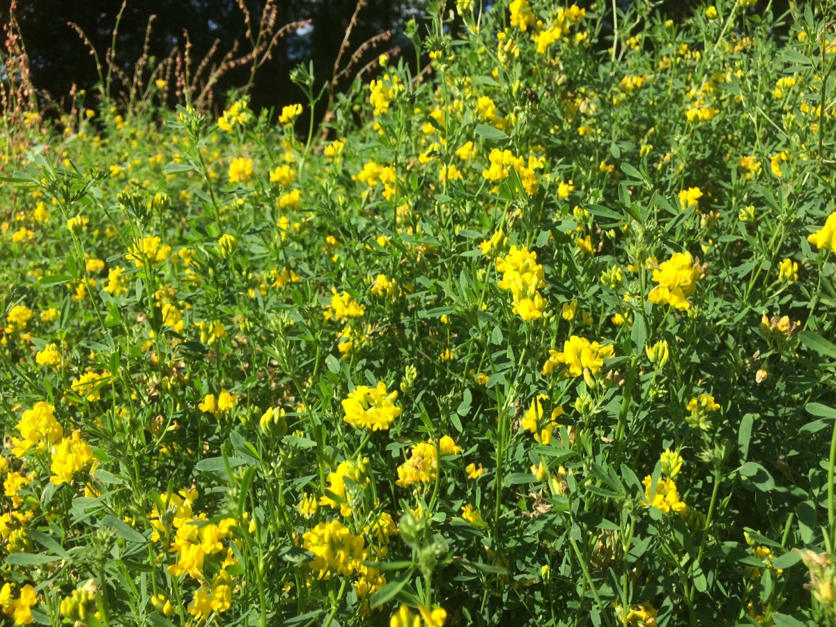 Sikkelklaver - Medicago falcata : Losse grammen