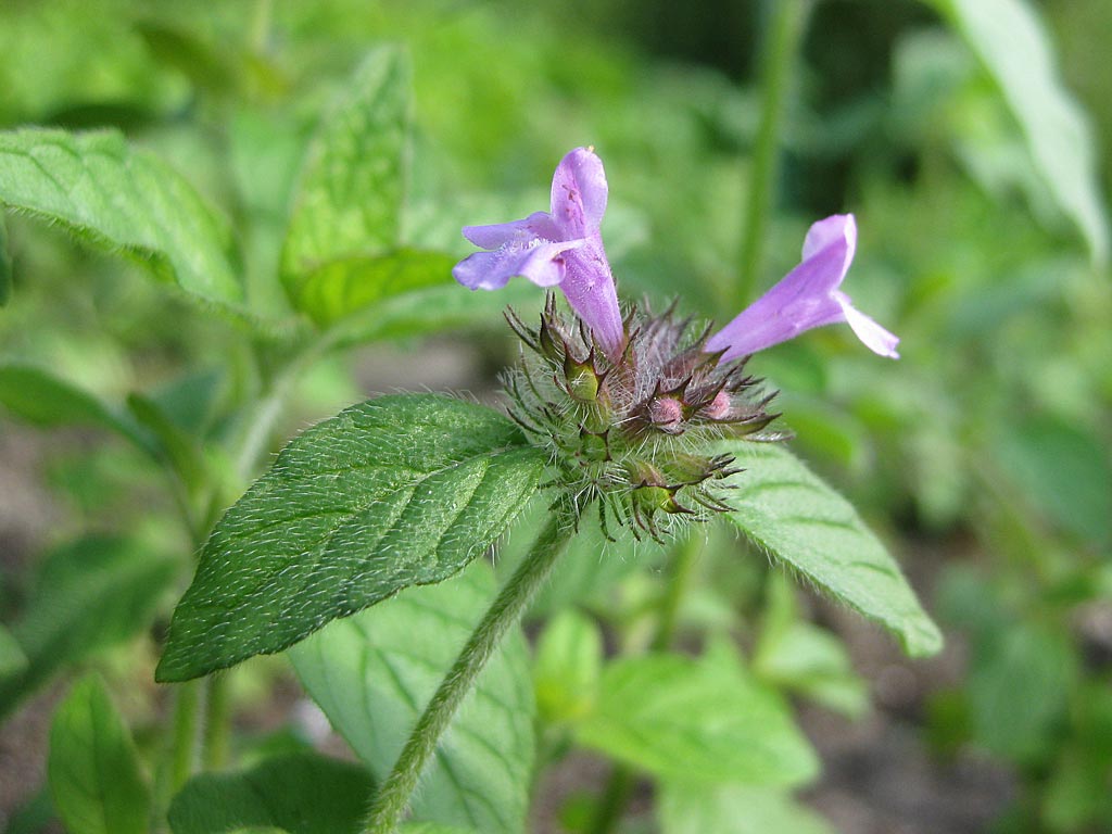 Borstelkrans - Clinopodium vulgare : Zakje