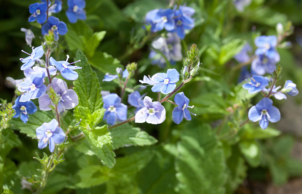 Gewone ereprijs - Veronica chamaedrys : Plant in P9 pot