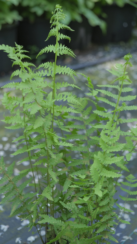 Moerasvaren - Thelypteris palustris : Plant in P9 pot