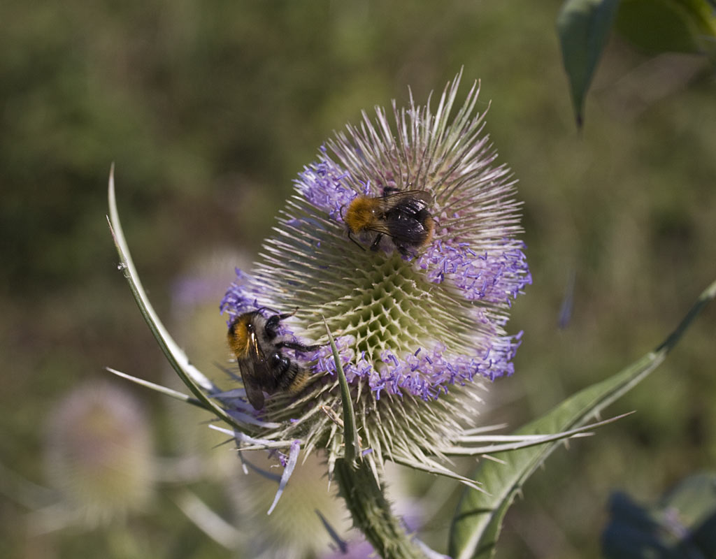 Grote kaardenbol - Dipsacus fullonum : Plant in P9 pot