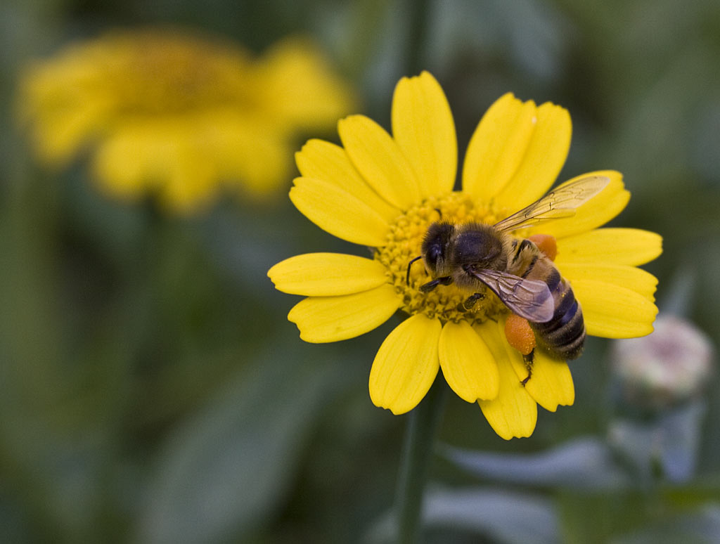 Gele ganzenbloem - Glebionis segetum : Losse grammen