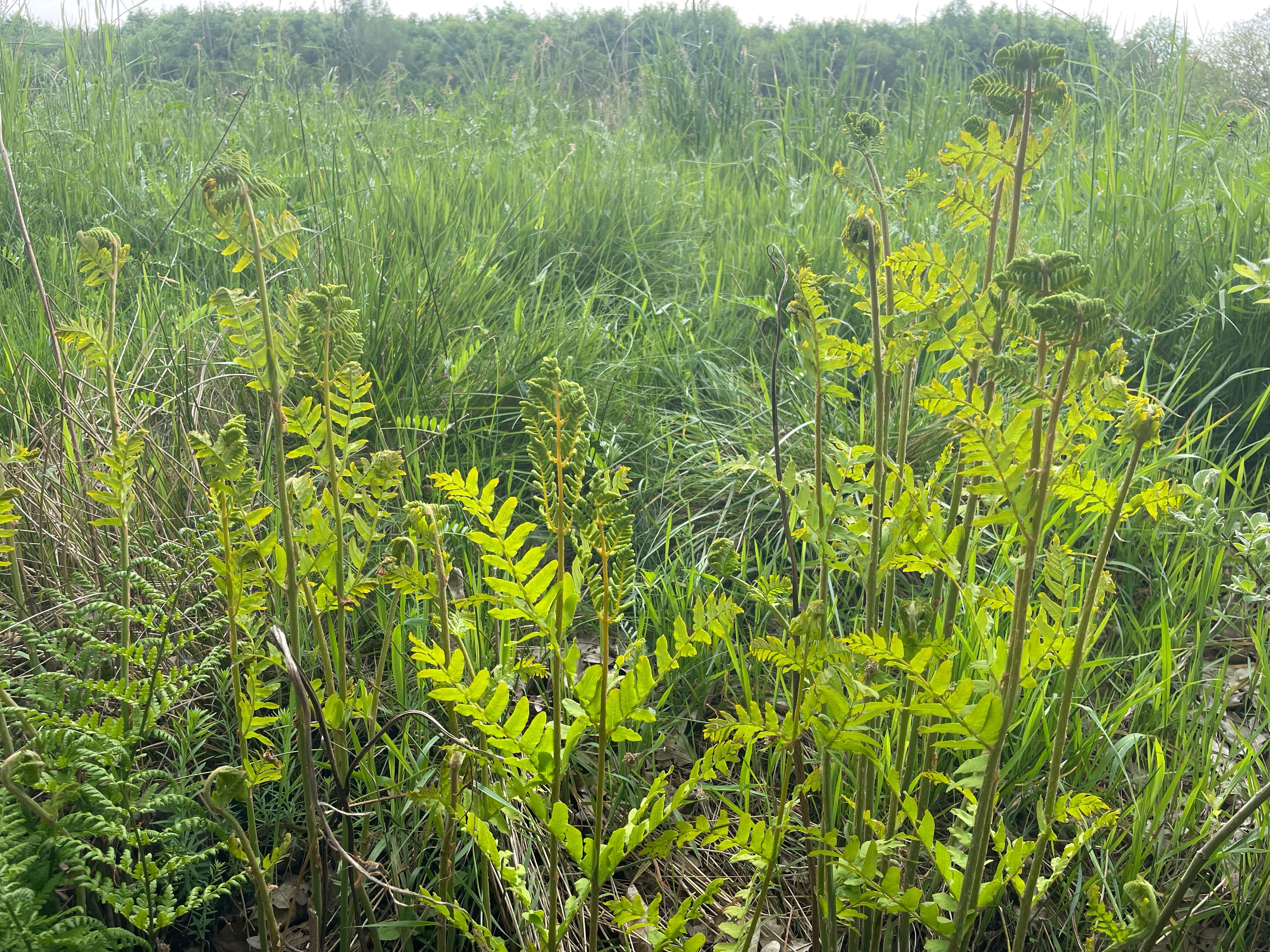 Koningsvaren - Osmunda regalis : Plant in P9 pot