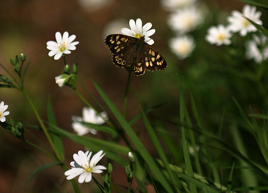 Grote muur - Stellaria holostea : Plant in P9 pot