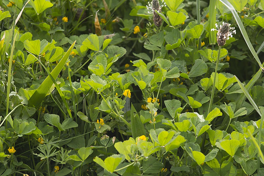 Gevlekte rupsklaver - Medicago arabica : Zakje