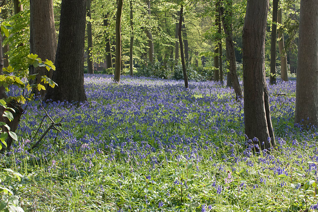 Wilde hyacint - Hyacinthoides non-scripta : Verpakking met 250 bollen