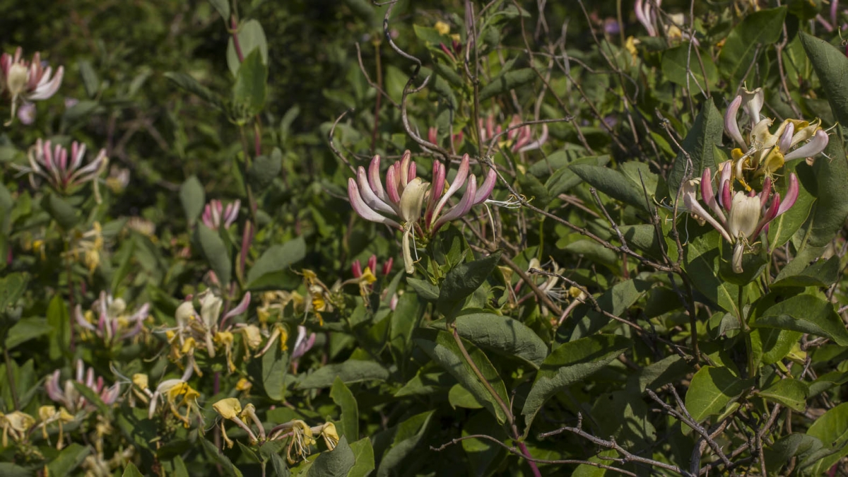 Wilde kamperfoelie - Lonicera periclymenum : Plant in P9 pot
