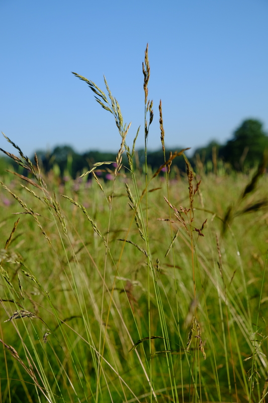 Rood zwenkgras - Festuca rubra : Losse grammen