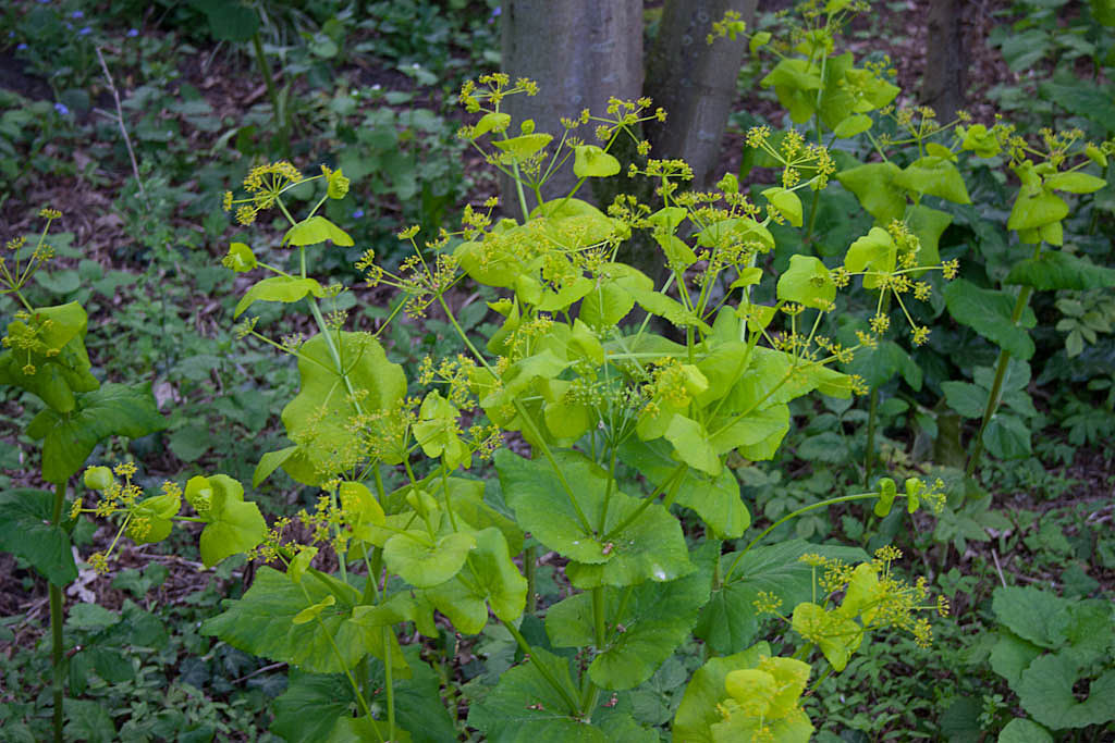 Doorwaskervel - Smyrnium perfoliatum : Plant in P9 pot