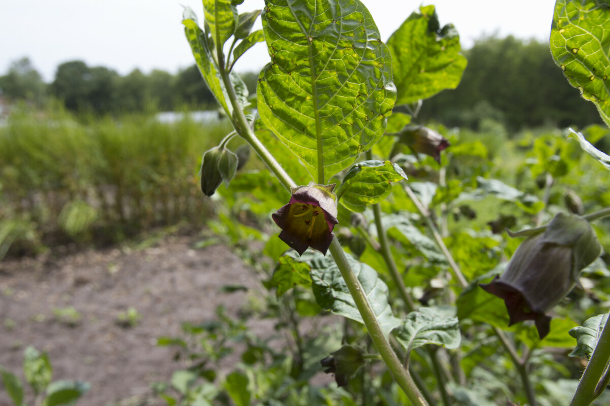 Wolfskers - Atropa bella-donna : Plant in P9 pot
