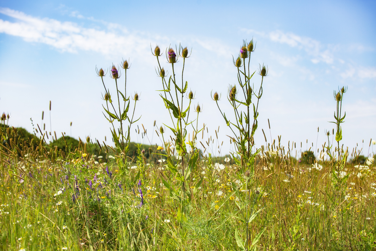 Grote kaardenbol - Dipsacus fullonum : Losse grammen