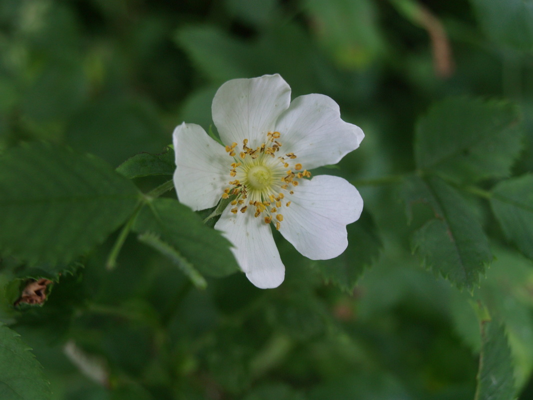 Heggenroos - Rosa corymbifera : Los stuk wortelgoed