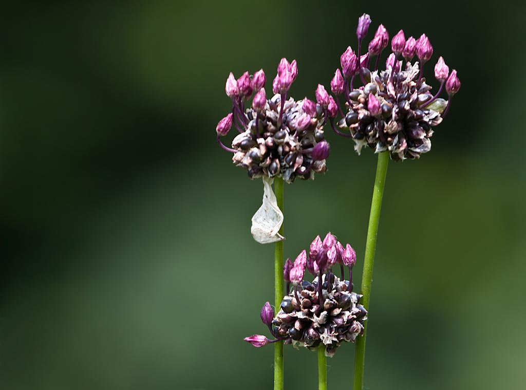 Slangenlook - Allium scorodoprasum : Losse grammen