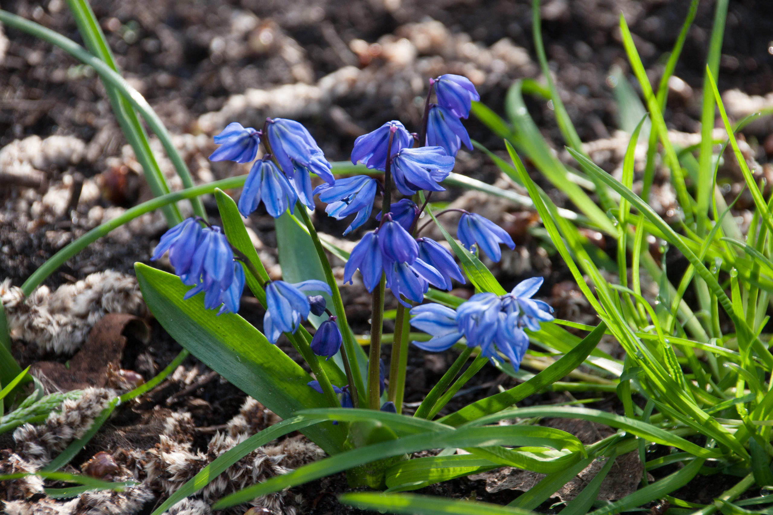Oosterse sterhyacint - Scilla siberica : Verpakking met 25 bollen
