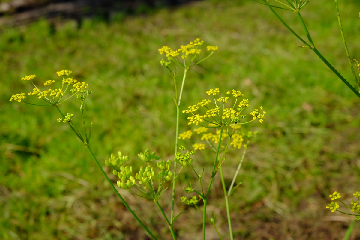 Pastinaak - Pastinaca sativa subsp. sativa : Zakje