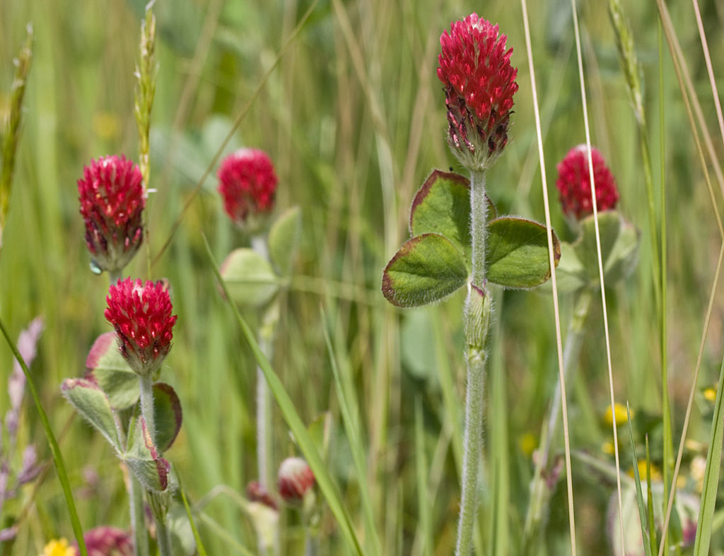 Inkarnaatklaver - Trifolium incarnatum : Zakje