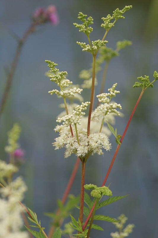 Moerasspirea - Filipendula ulmaria : Losse grammen