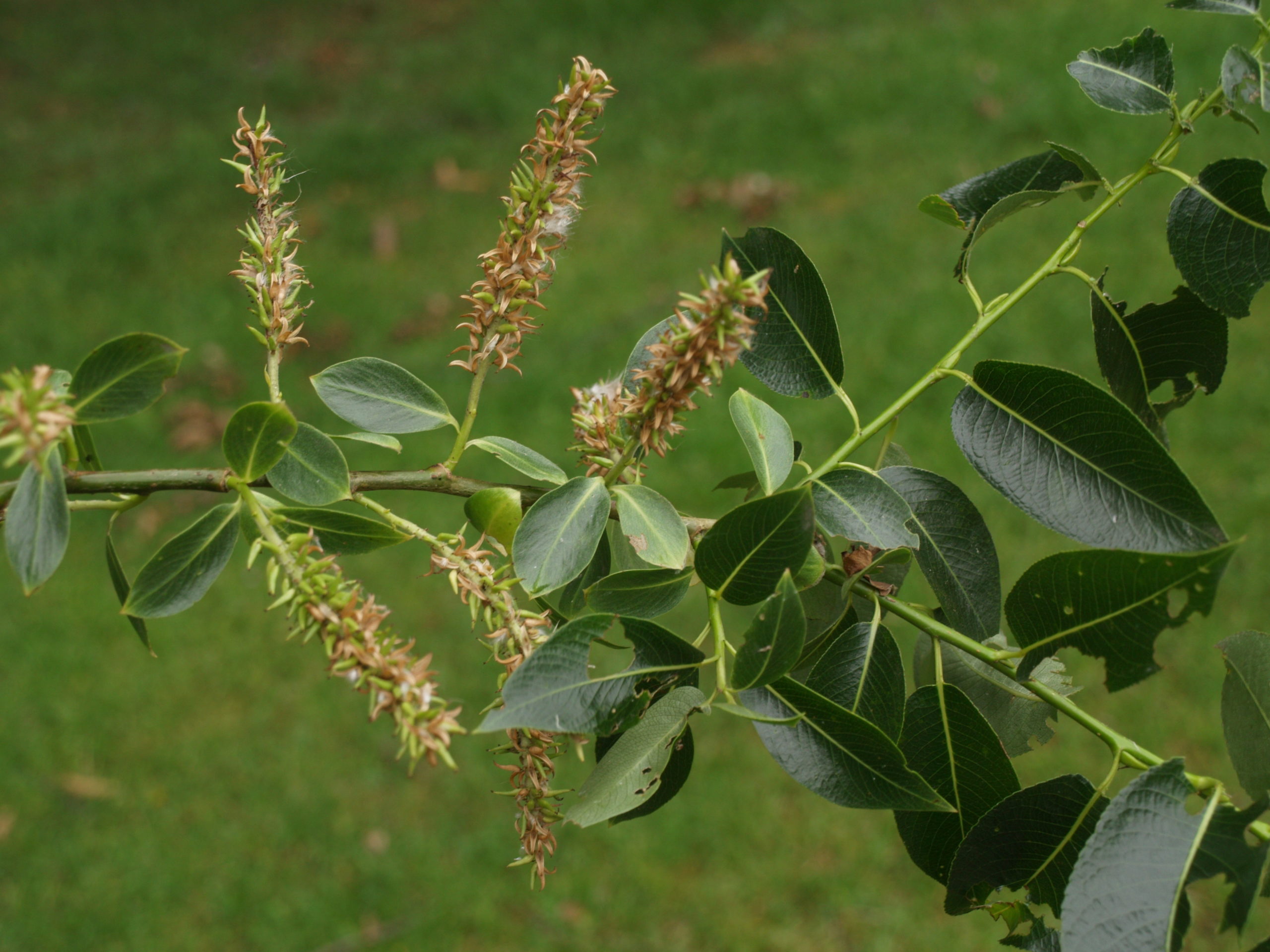 Laurierwilg - Salix pentandra : Plant in C3 liter pot