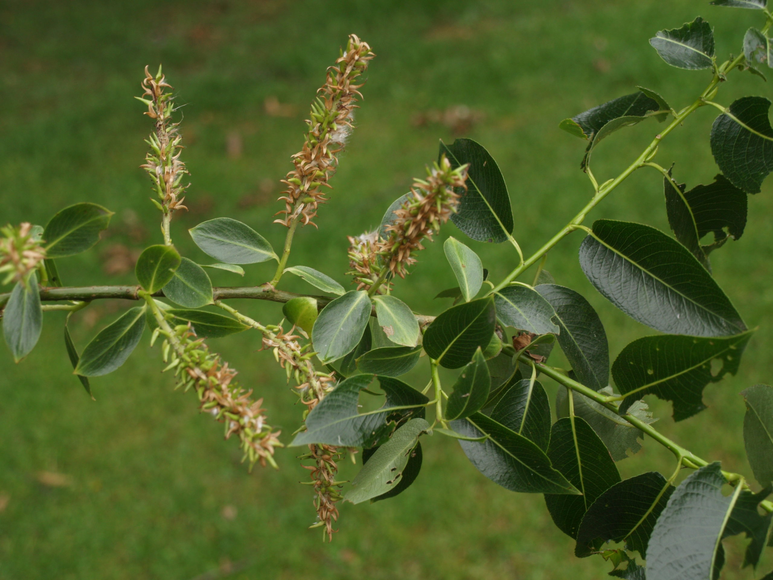 Laurierwilg - Salix pentandra : Los stuk wortelgoed