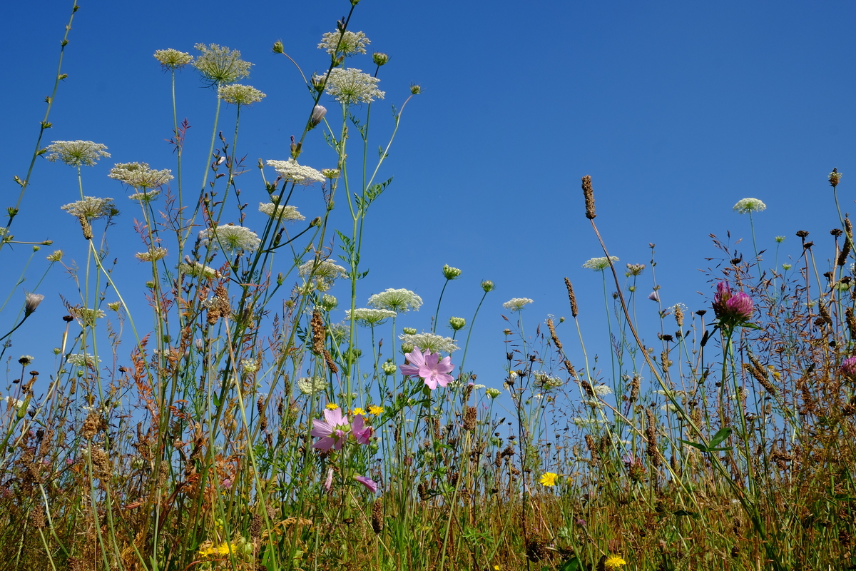 C1 Eetbare bloemen : Zakje voor 15-25M2