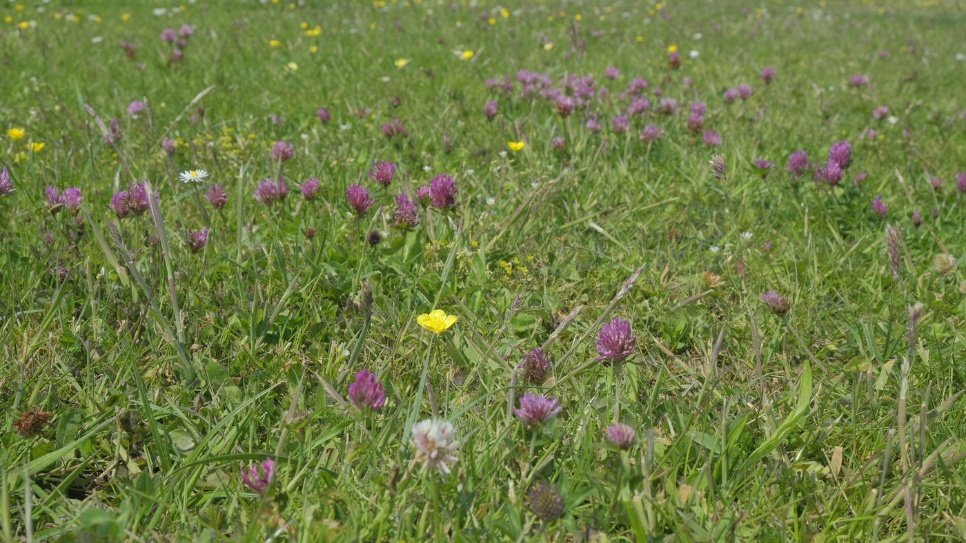 M5 Nectar onder het maaimes : Losse grammen