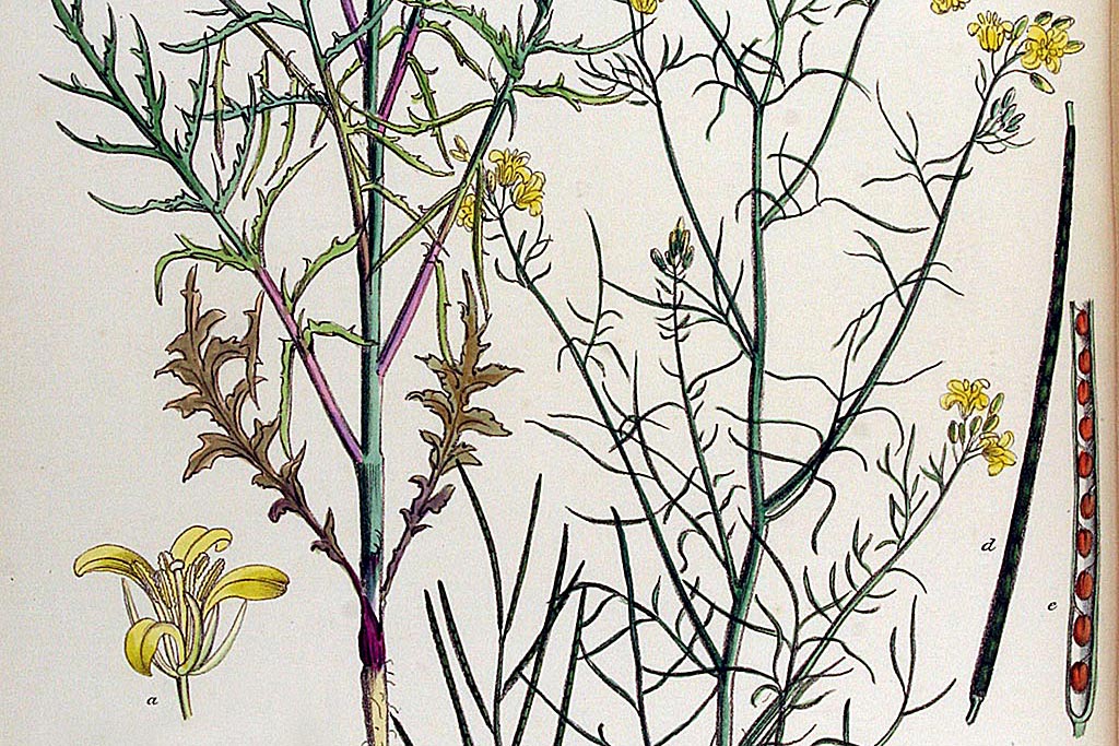 Hongaarse raket - Sisymbrium altissimum : Zakje