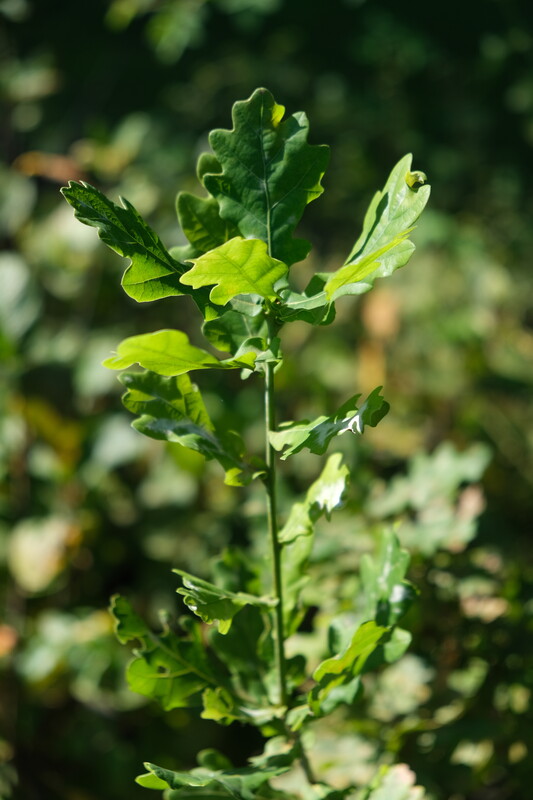 Wintereik - Quercus petraea : Plant in C3 liter pot