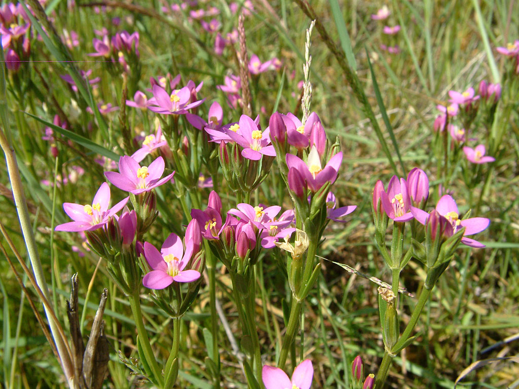 Echt duizend-guldenkruid - Centaurium erythraea : Losse grammen