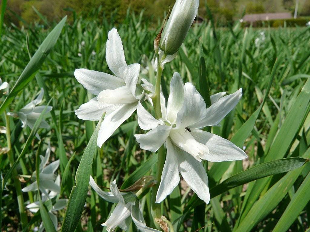 Knikkende vogelmelk - Ornithogalum nutans : Losse grammen