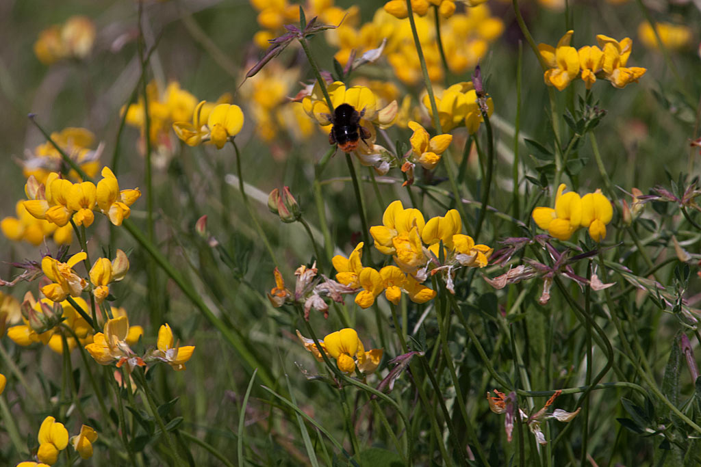 Gewone rolklaver - Lotus corniculatus var. corniculatus : Losse grammen