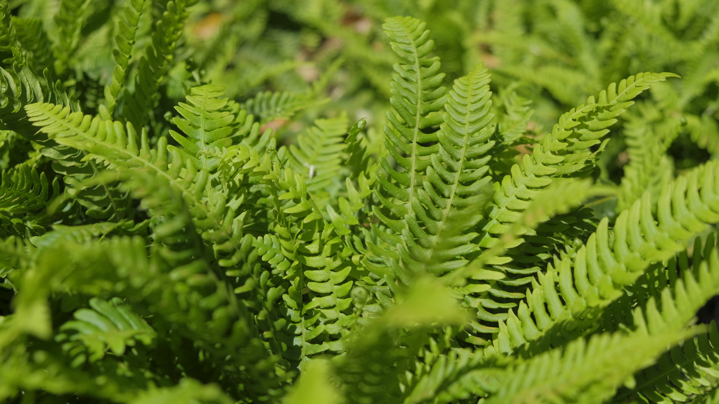 Dubbelloof - Blechnum spicant : Plant in P9 pot