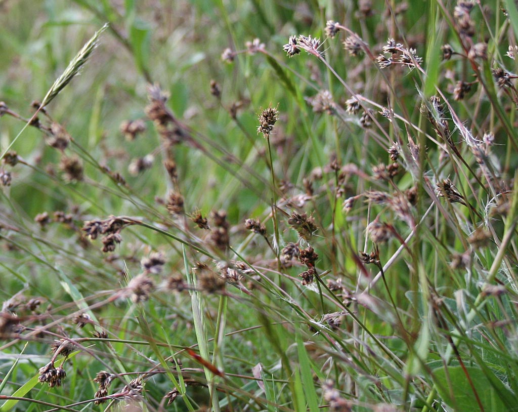 Gewone veldbies - Luzula campestris : Losse grammen