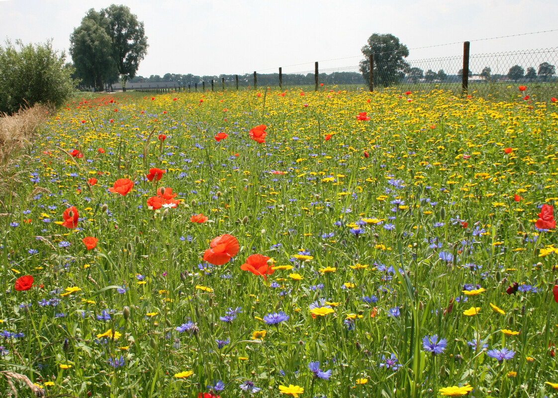 Uitdeelzakjes SN1 Snelbloeiende bloemenweide : 50 uitdeelzakjes