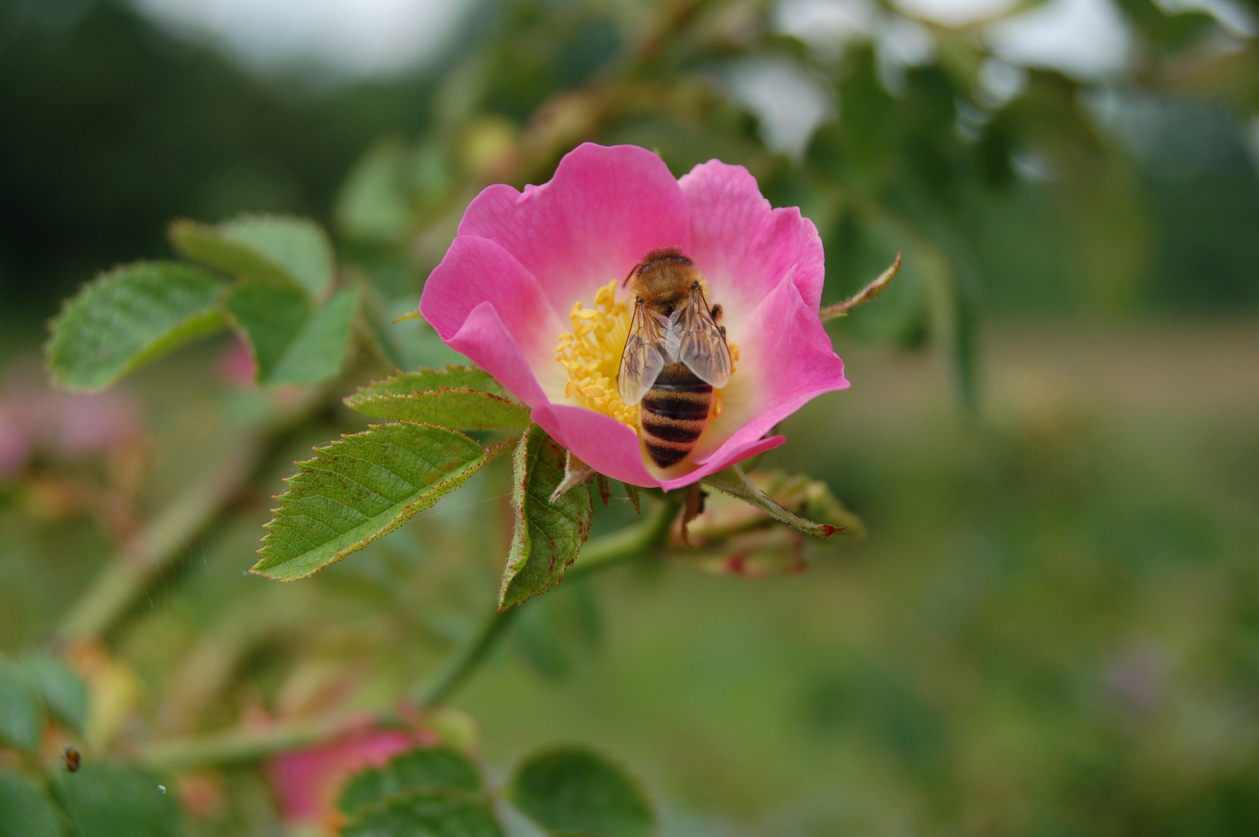 Egelantier - Rosa rubiginosa : Los stuk wortelgoed