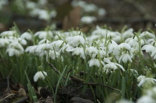 Gevuld sneeuwklokje - Galanthus nivalis 'Flore Pleno' : Verpakking met 25 bollen