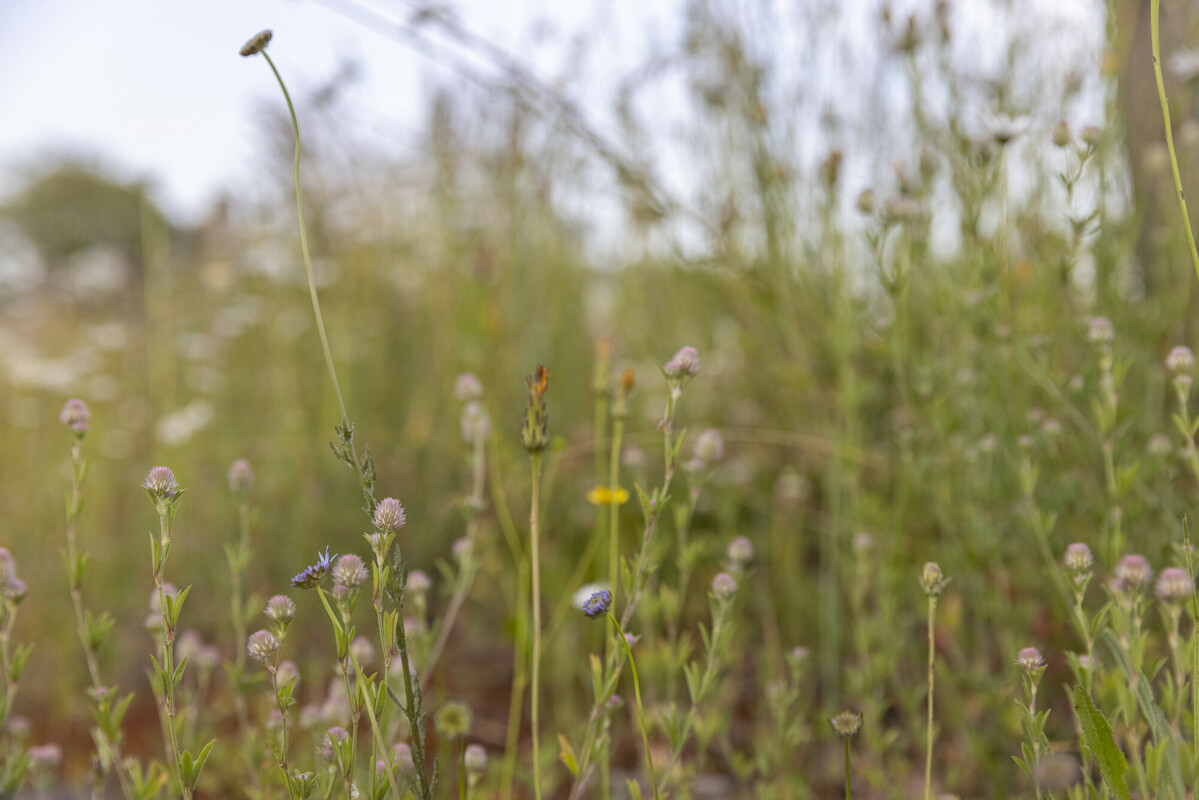 BKN zand - bebouwde omgeving : Losse grammen