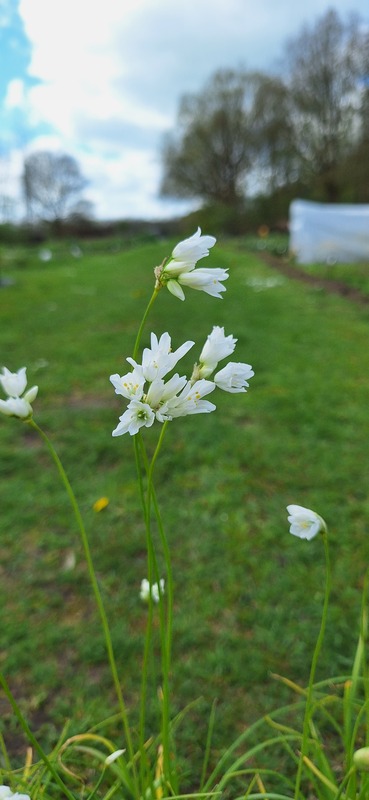 Bochtig look - Allium zebdanense