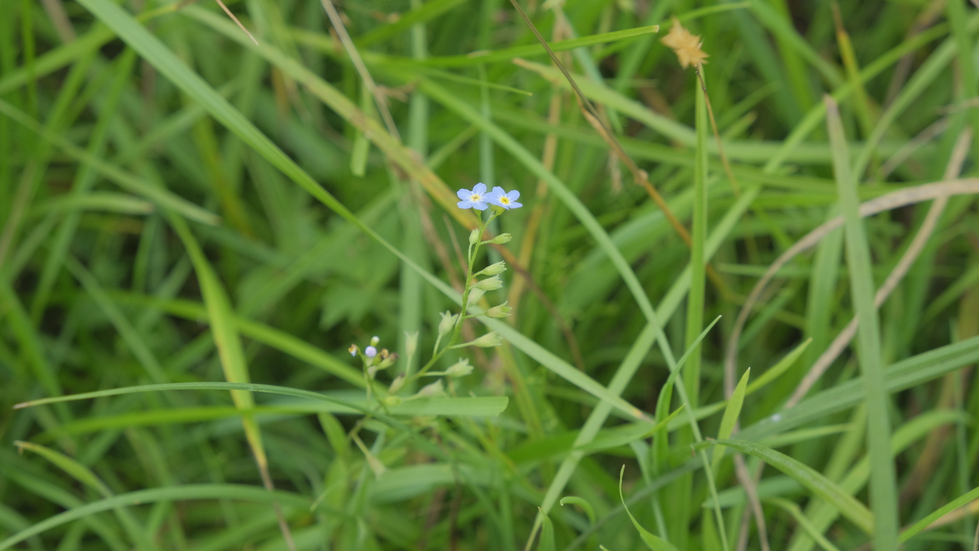 Zompvergeet-mij-nietje - Myosotis laxa subsp. cespitosa : Zakje