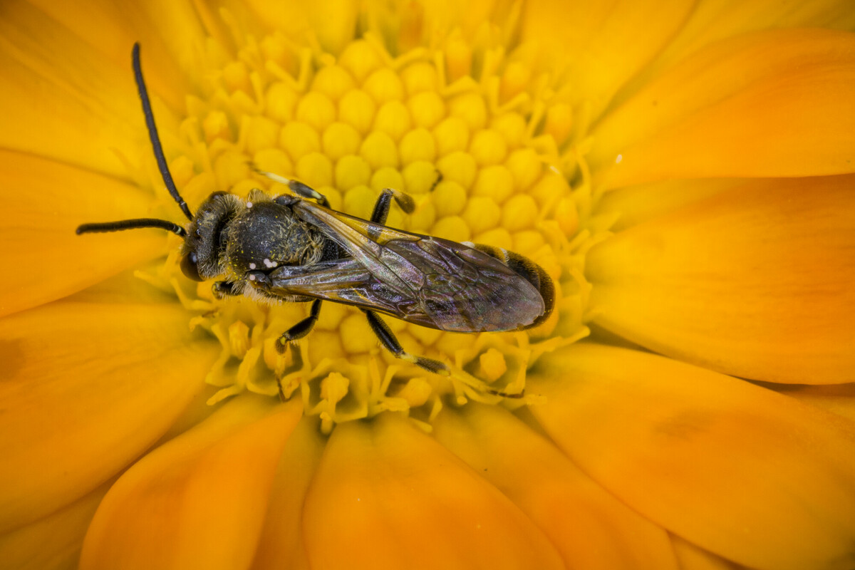 Goudsbloem - Calendula officinalis : Losse grammen