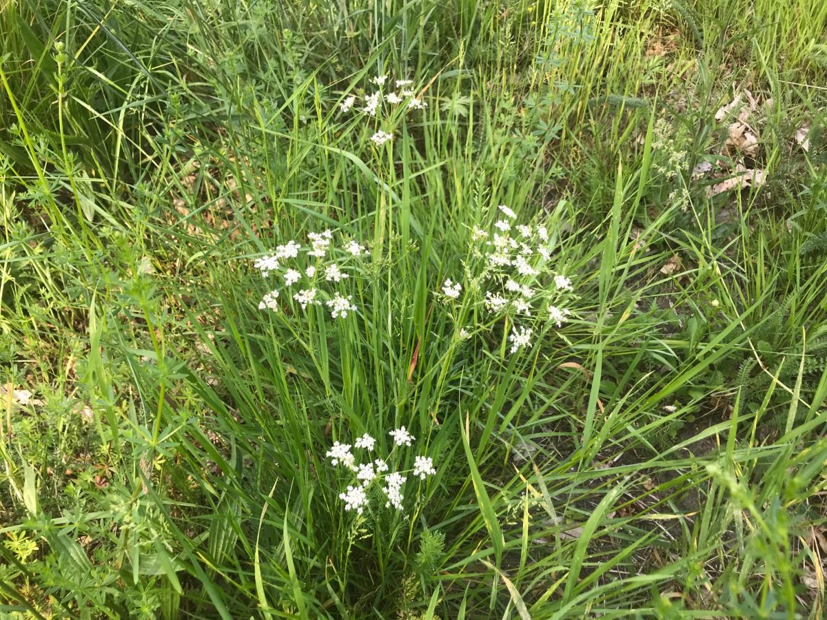 Karwij - Carum carvi : Plant in P9 pot