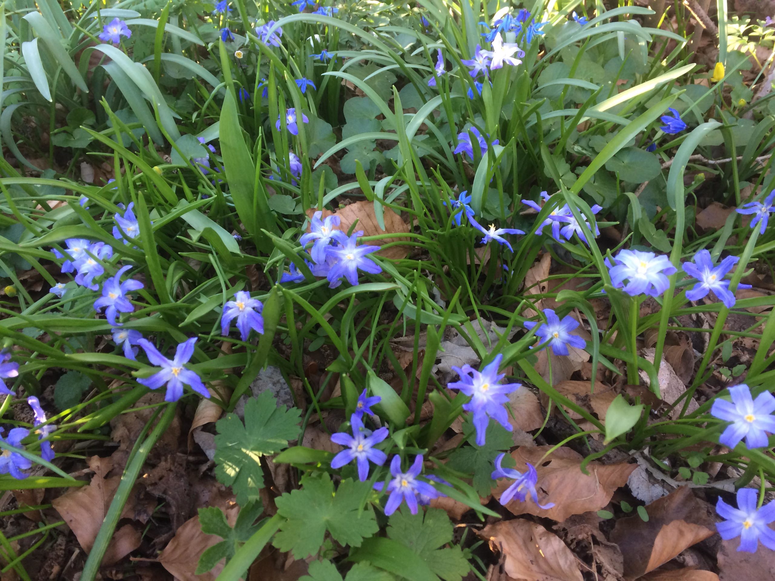 Kleine sneeuwroem - Scilla sardensis (syn Chionodoxa sardensis) : Verpakking met 25 bollen