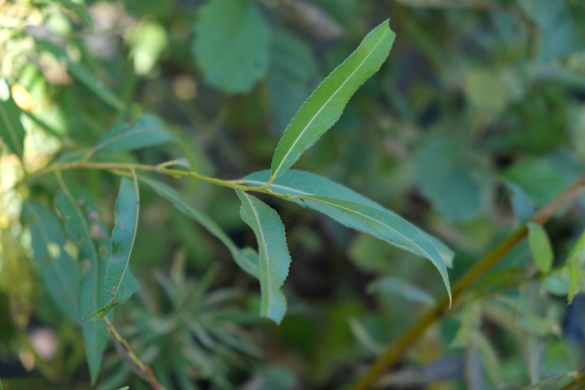 Kraakwilg - Salix fragilis : Los stuk wortelgoed