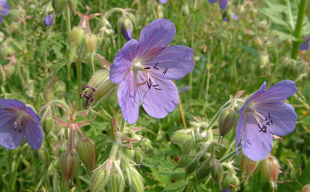 Beemdooievaarsbek - Geranium pratense : Zakje