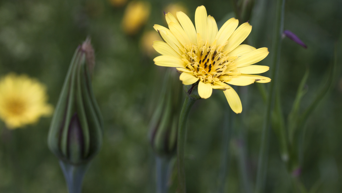 Gele morgenster - Tragopogon pratensis subsp. pratensis : Zakje